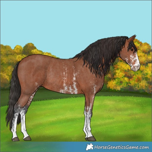 Horse Color:Bay Sabino Rabicano  and Bay Sabino Rabicano 