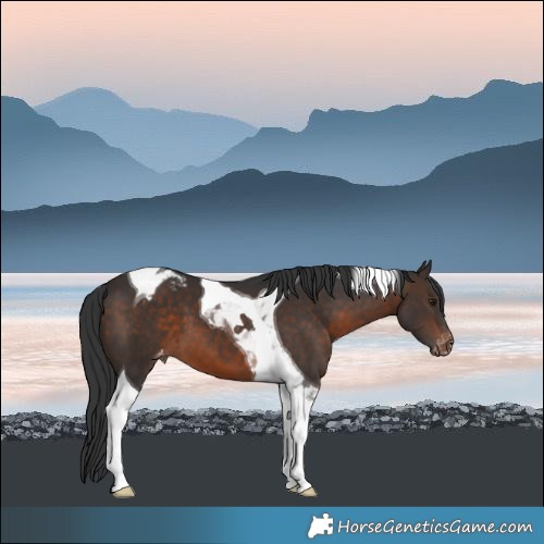 Horse Color:Brown Tobiano Appaloosa
