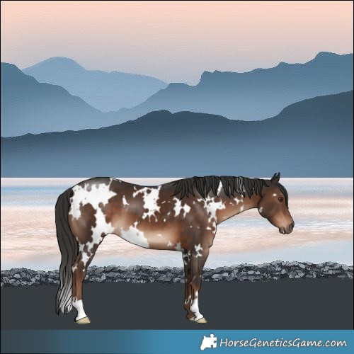 Horse Color:White Spotted Liver Chestnut 