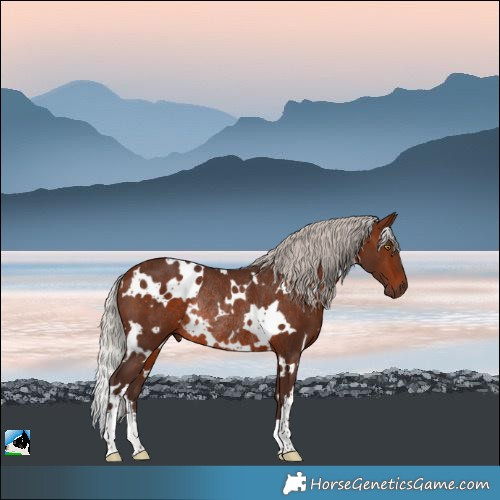 Horse Color:White Spotted Silver Bay Rabicano
