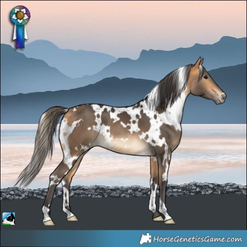 Horse Color:White Spotted Buckskin 