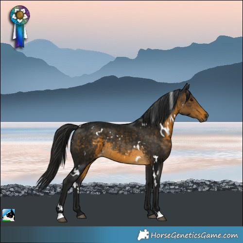 Horse Color:Gray White Spotted Buckskin