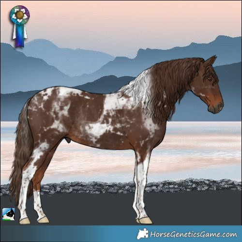 Horse Color:Gray Chestnut Tobiano Rabicano