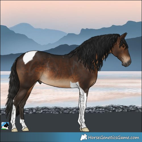 Horse Color:Gray Bay Tobiano Rabicano