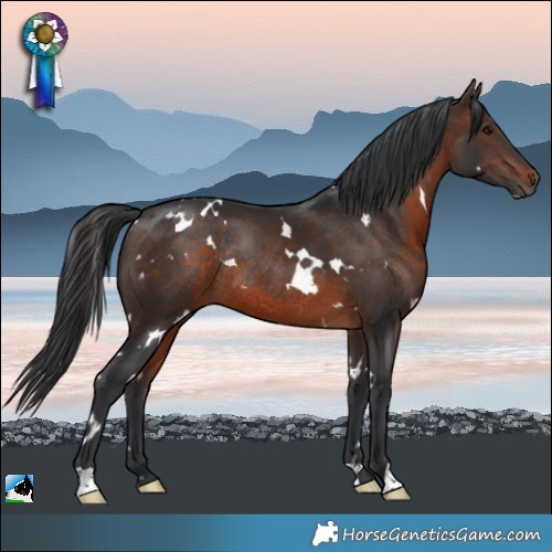 Horse Color:White Spotted Brown Rabicano