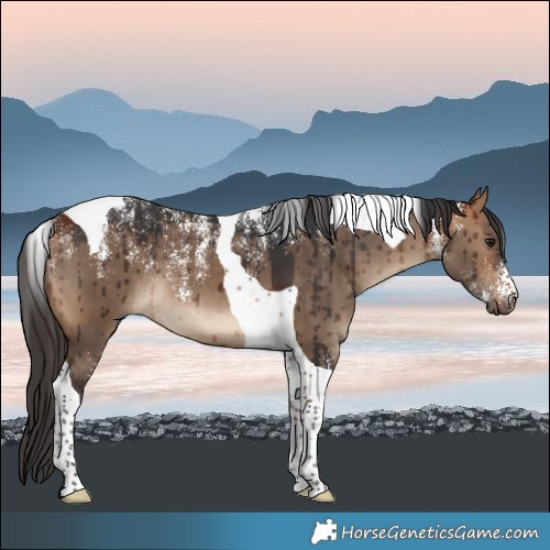 Horse Color:Powder White Bay Dun Tobiano Brindle 