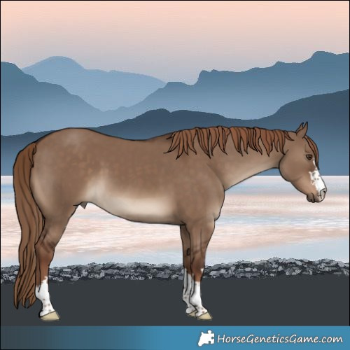 Horse Color:Liver Red Dun