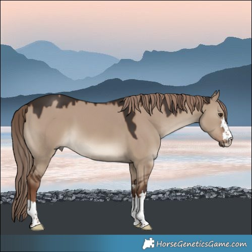 Horse Color:Liver Red Dun 