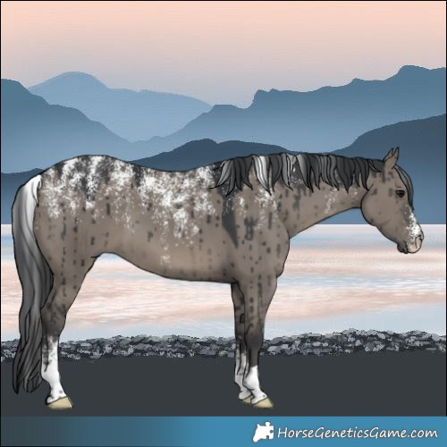 Horse Color:Powder White Grullo Brindle 
