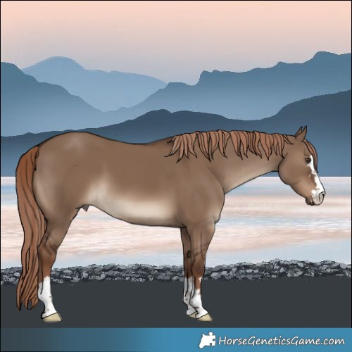 Horse Color:Liver Red Dun