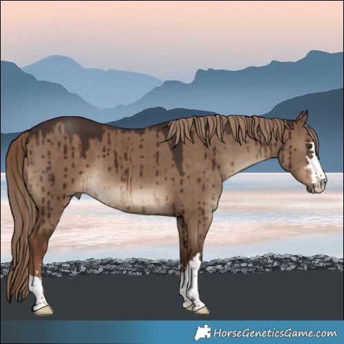 Horse Color:Liver Red Dun Brindle 