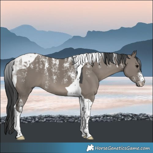 Horse Color:Powder White Grullo Tobiano 