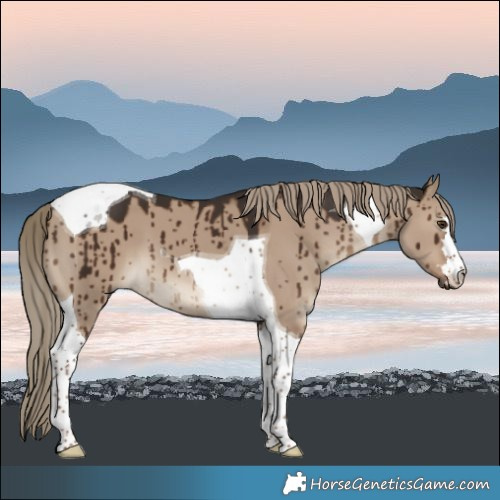 Horse Color:Liver Red Dun Tobiano Brindle