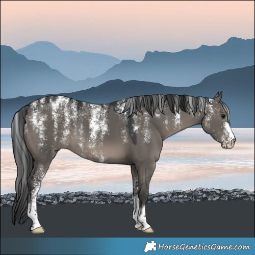 Horse Color:Powder White Grullo 