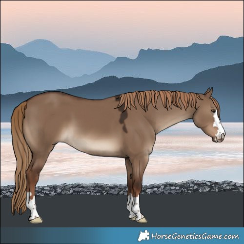 Horse Color:Liver Red Dun