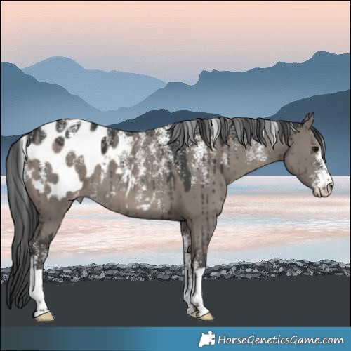 Horse Color:Powder White Grullo Appaloosa Brindle 