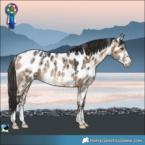 Horse Color:Powder White Brown Dun Appaloosa Brindle