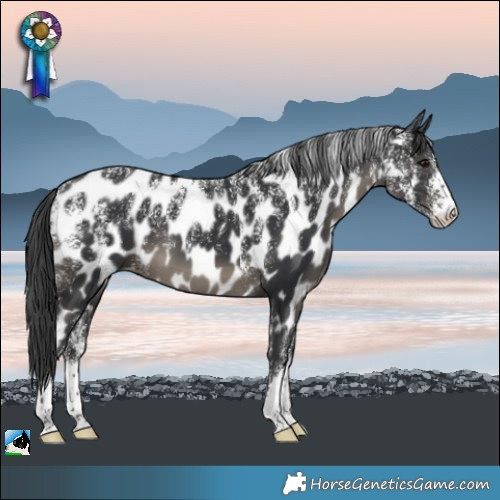 Horse Color:Powder White Black Appaloosa