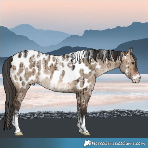 Horse Color:Powder White Bay Dun Appaloosa Brindle 