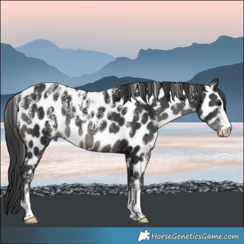Horse Color:Powder White Black Appaloosa 