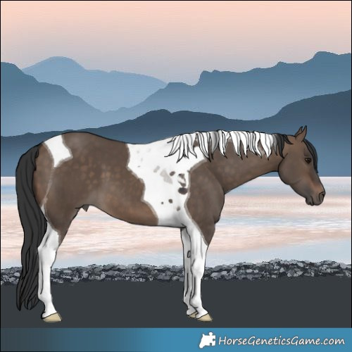 Horse Color:Brown Dun Tobiano 