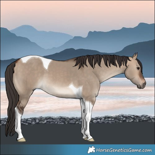 Horse Color:Bay Dun Tobiano