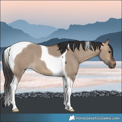 Horse Color:Bay Dun Tobiano