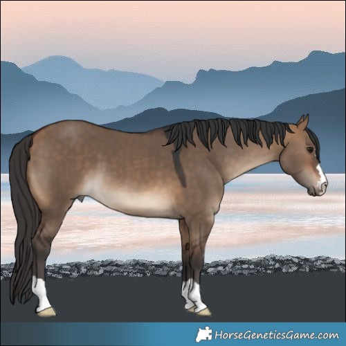 Horse Color:Bay Dun 