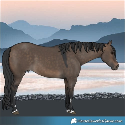 Horse Color:Brown Dun 