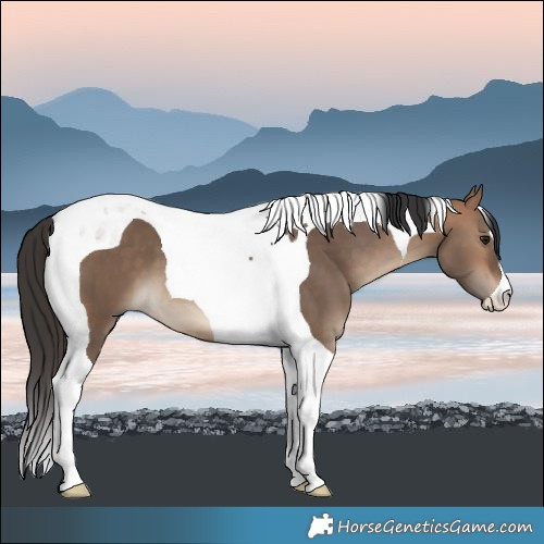 Horse Color:Bay Dun Tobiano 