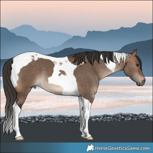 Horse Color:Bay Dun Tobiano 