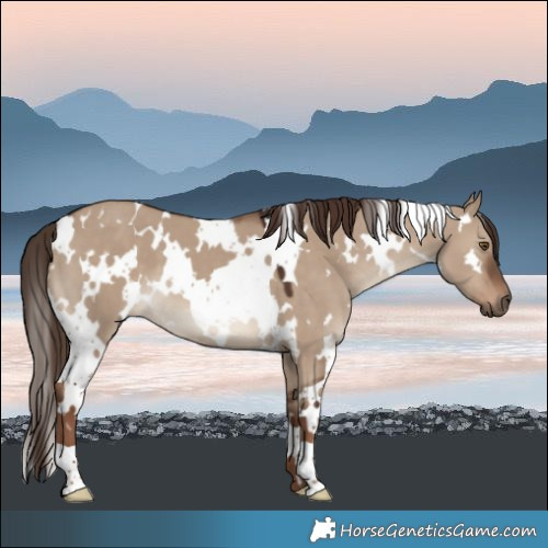 Horse Color:White Spotted Liver Red Dun