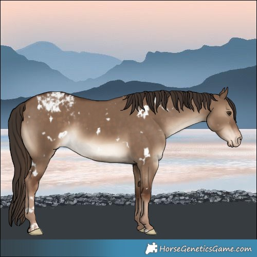 Horse Color:White Spotted Liver Red Dun Appaloosa 