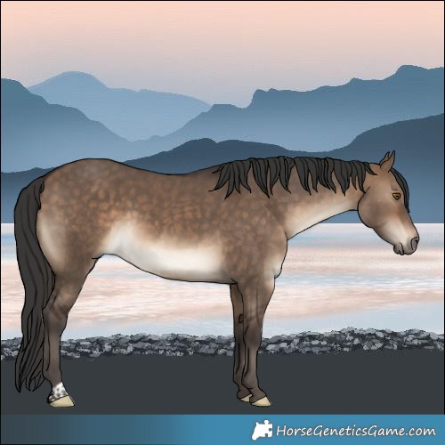 Horse Color:Bay Dun 
