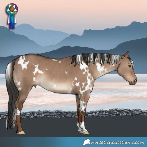 Horse Color:White Spotted Liver Red Dun 
