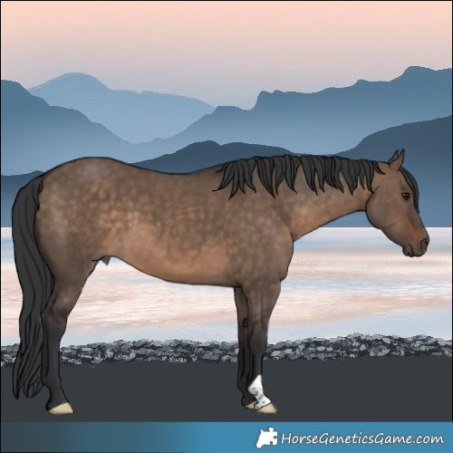 Horse Color:Brown Dun 