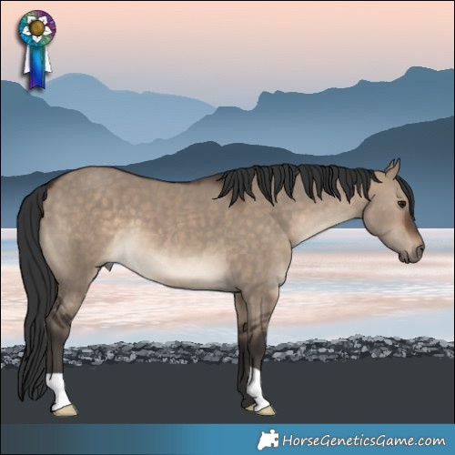 Horse Color:Bay Dun 