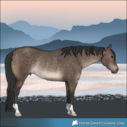 Horse Color:Brown Dun Rabicano 