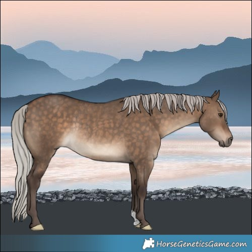Horse Color:Silver Brown Dun Rabicano 