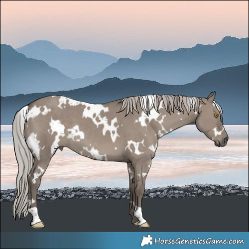 Horse Color:White Spotted Silver Grullo 
