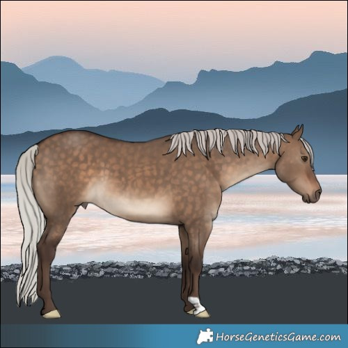 Horse Color:Silver Brown Dun 
