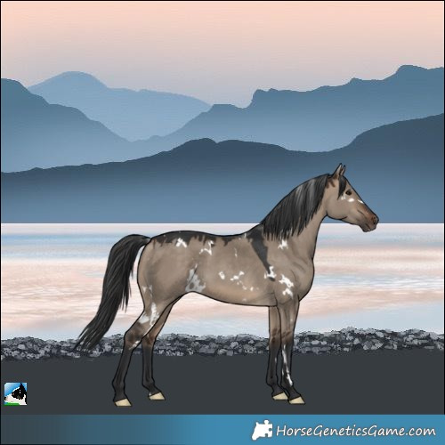 Horse Color:White Spotted Bay Dun 