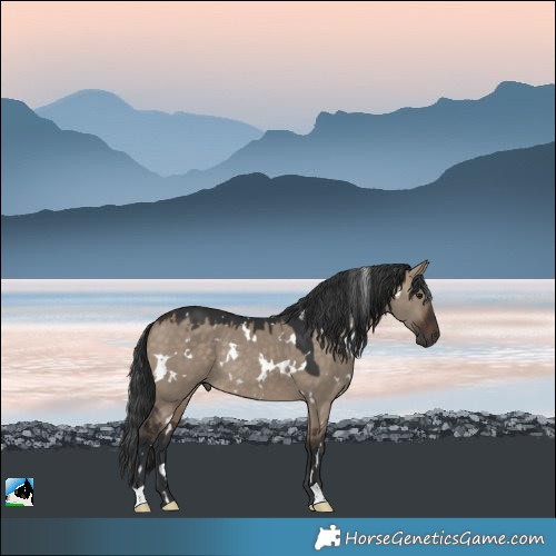 Horse Color:White Spotted Brown Dun Rabicano 