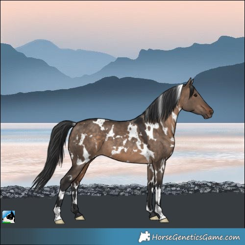 Horse Color:White Spotted Brown Dun 