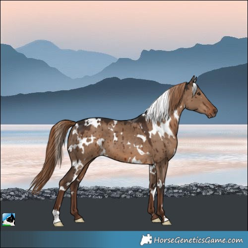 Horse Color:White Spotted Liver Red Dun Brindle 