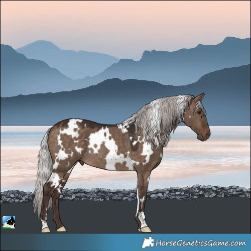 Horse Color:White Spotted Silver Brown Dun Rabicano