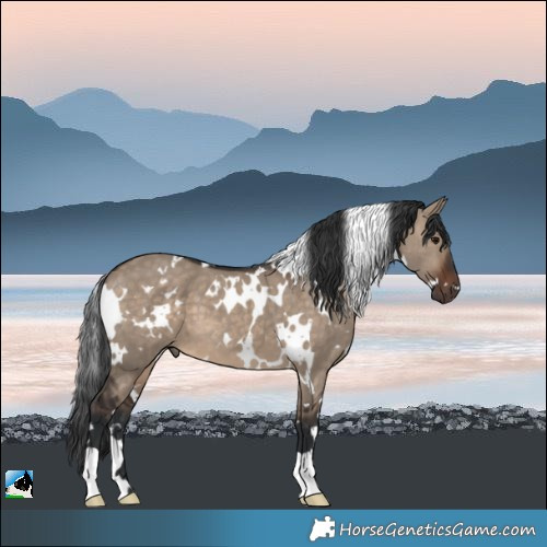 Horse Color:White Spotted Brown Dun