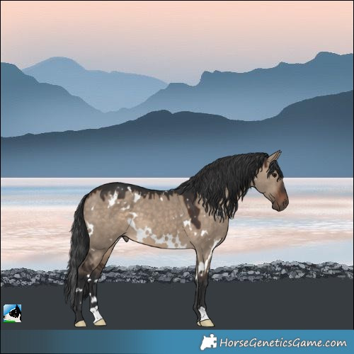 Horse Color:White Spotted Brown Dun 