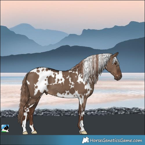 Horse Color:White Spotted Liver Red Dun 