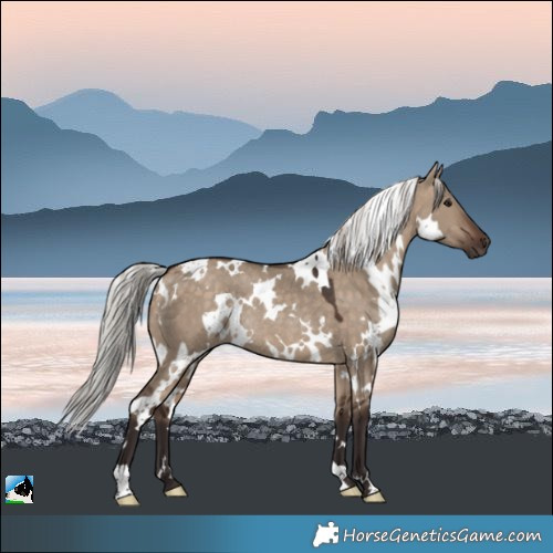 Horse Color:White Spotted Silver Brown Dun Rabicano